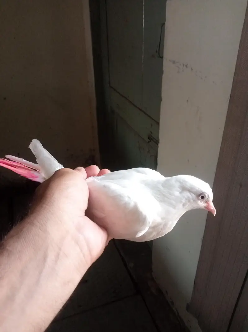 Low Flyer Pigeons — photo 5