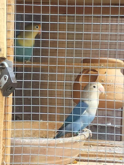 parrot