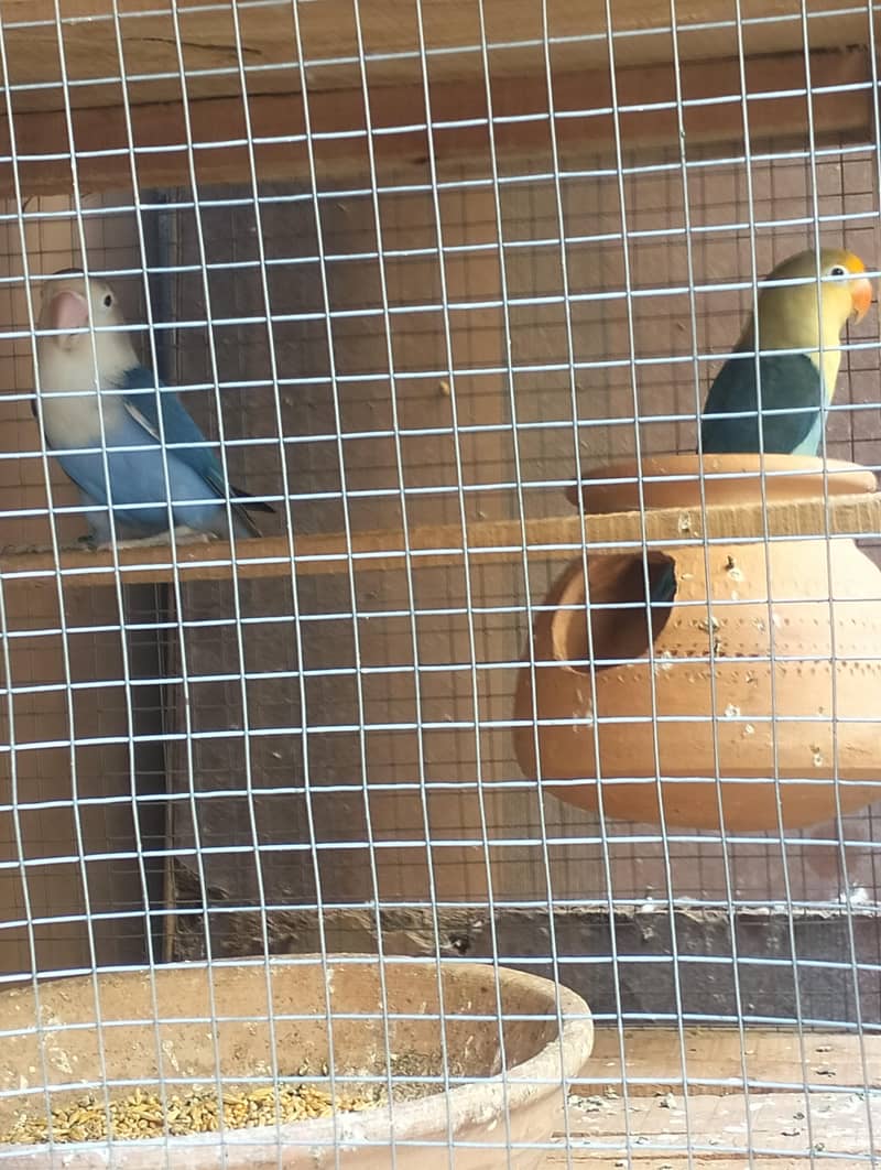 parrot 1