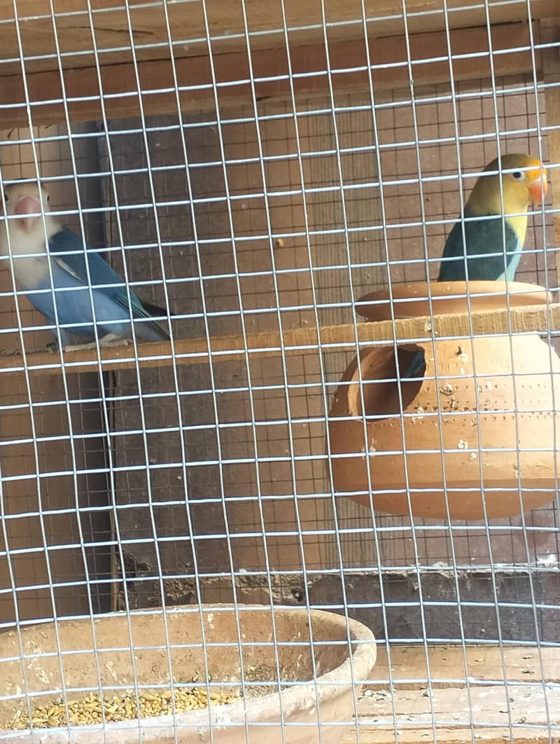 parrot 2