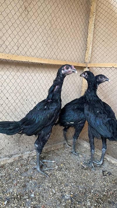 Thai/burmi/ pakoya/ Male/ Aseel/ chicks