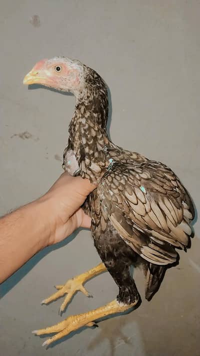Pakistani aseel