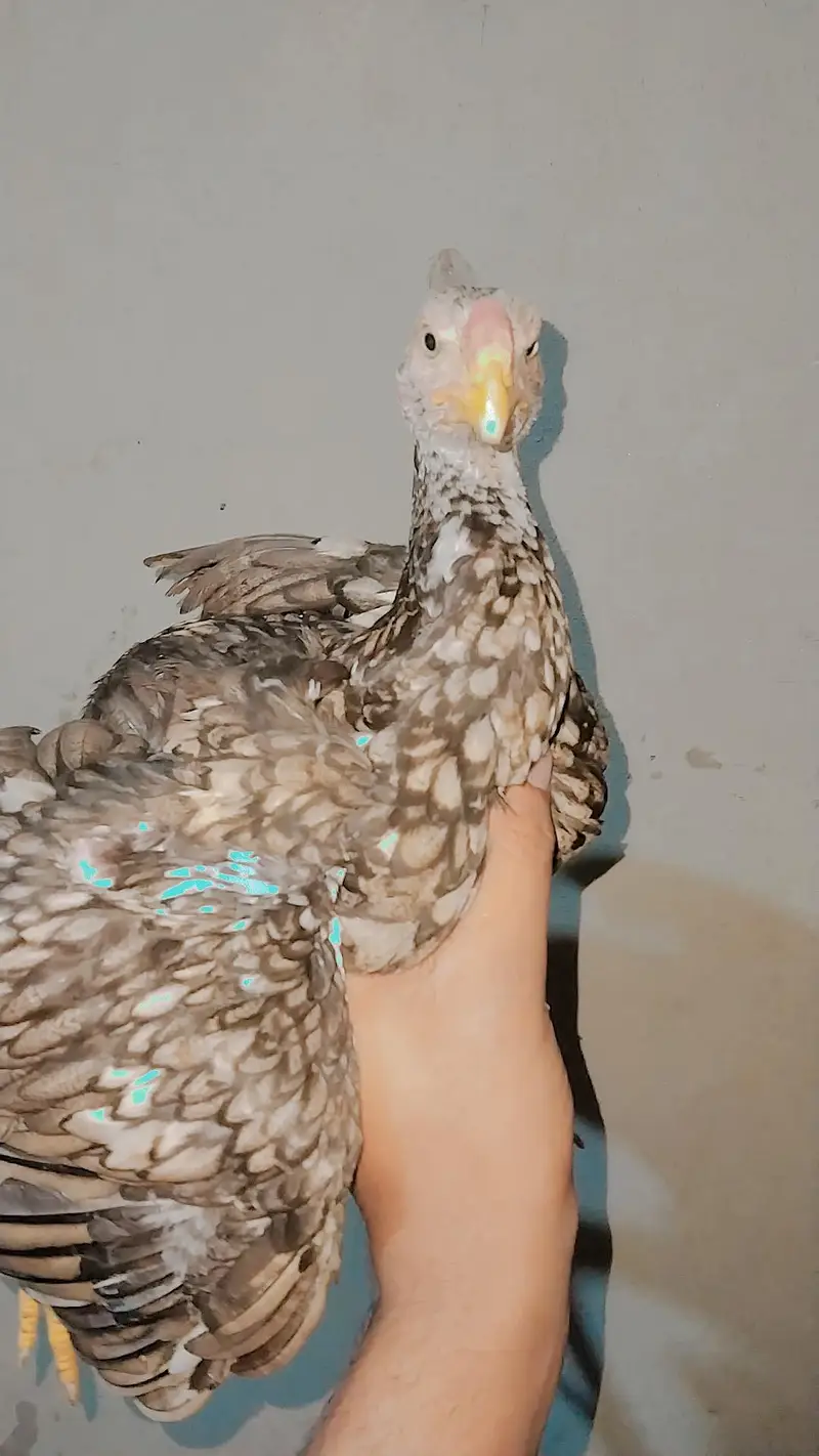Pakistani aseel — photo 2