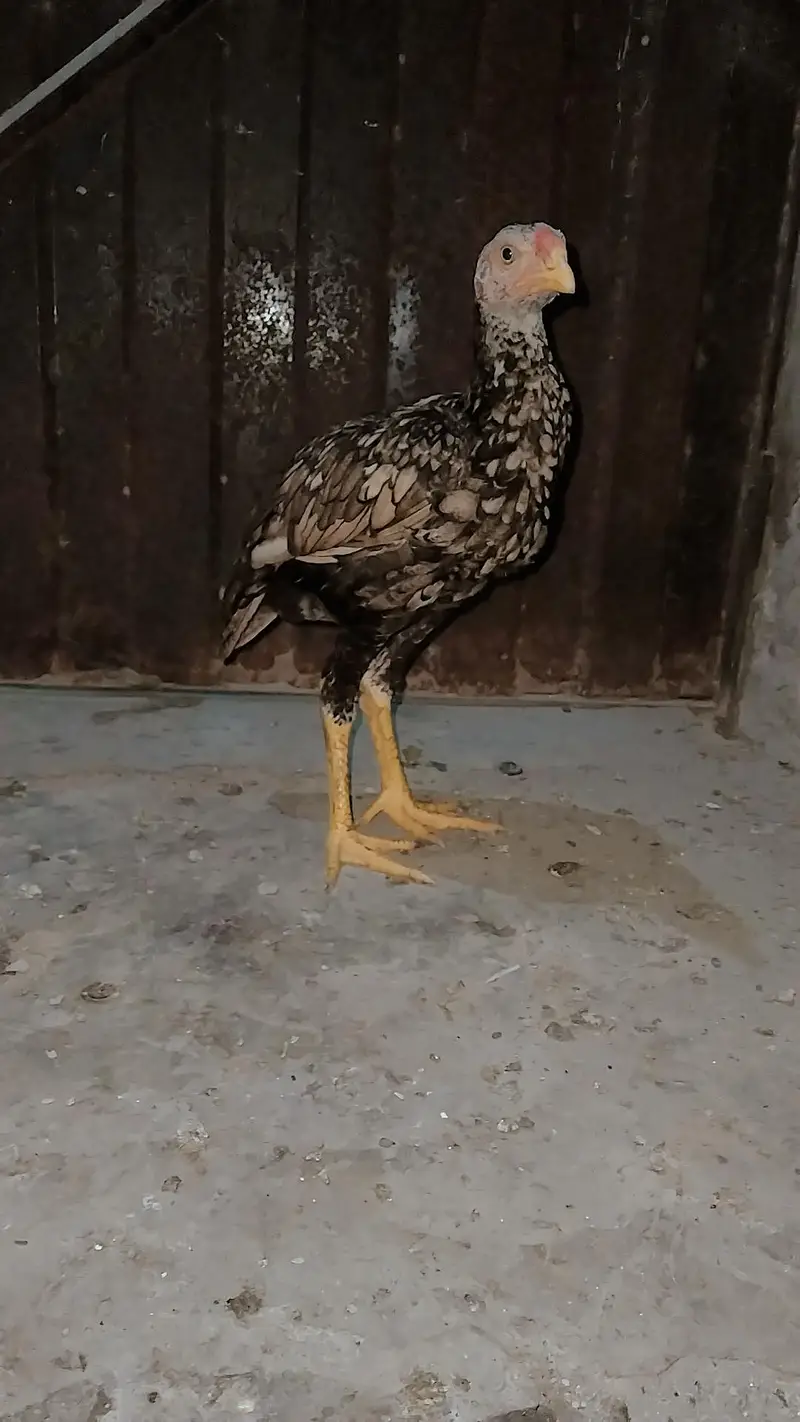 Pakistani aseel — photo 3