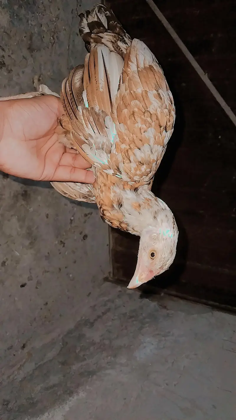 Pakistani aseel — photo 5