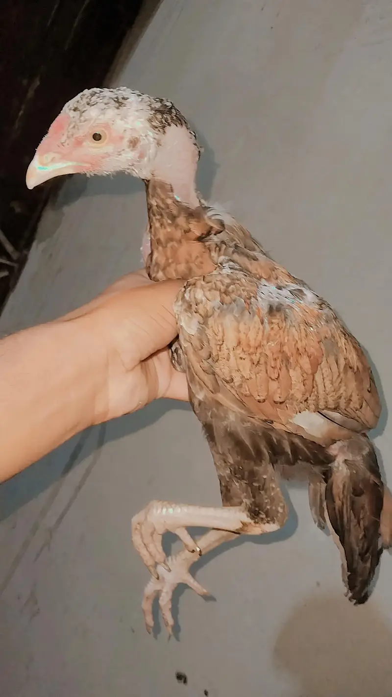 Pakistani aseel — photo 6