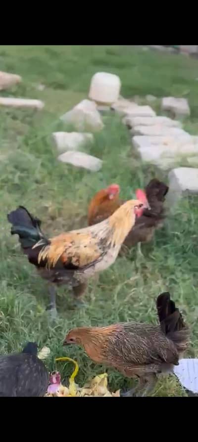 Desi Egg Laying Murgiyan