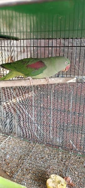 Raw breeder female
