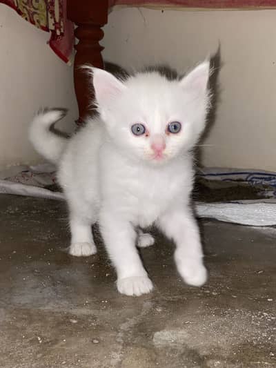 White Persion Kitten