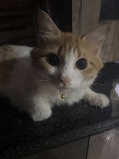 persian ragdoll cat full active
