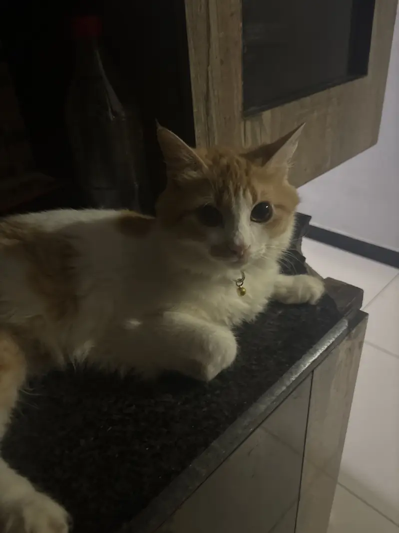 persian ragdoll cat full active — photo 2