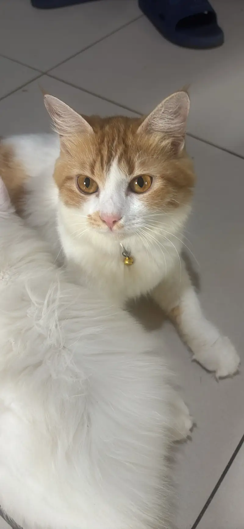 persian ragdoll cat full active — photo 3
