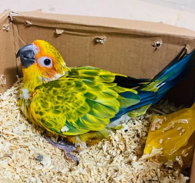 Sunconure chicks for sale (pair) (parrot) (Grey) (macaw) (Birds)