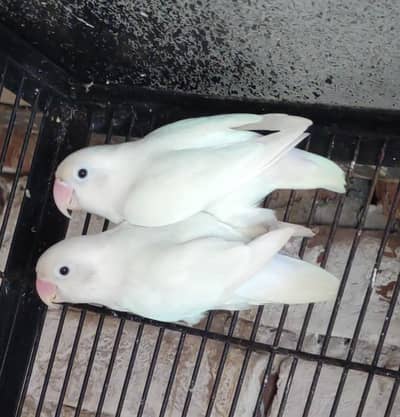 Albino Split pair