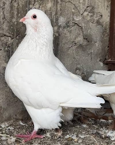 white strasser king heavy size breeder  pair
