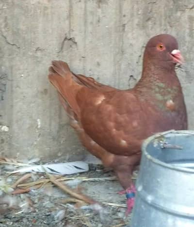 Red  king modena  breeder  pair