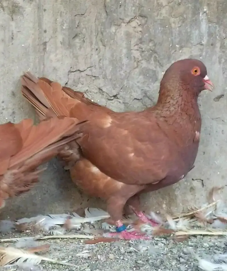 white strasser king heavy size breeder  pair — photo 6