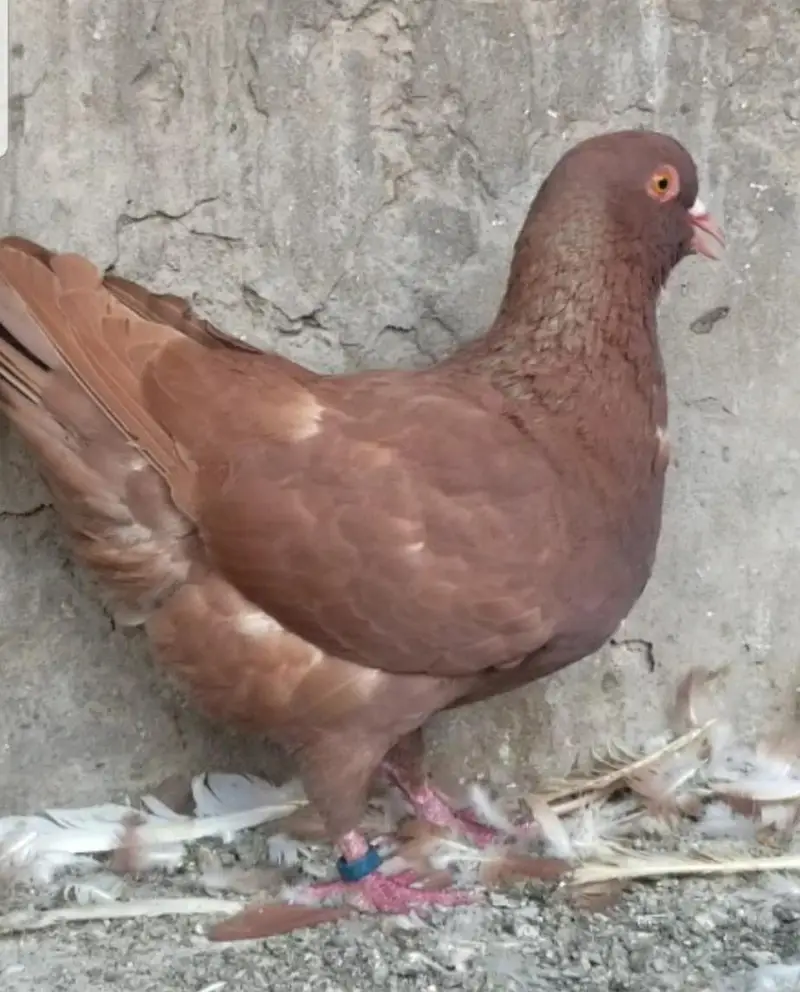 white strasser king heavy size breeder  pair — photo 8
