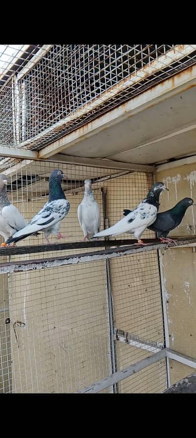 home breed pathyian pathy ready to breed