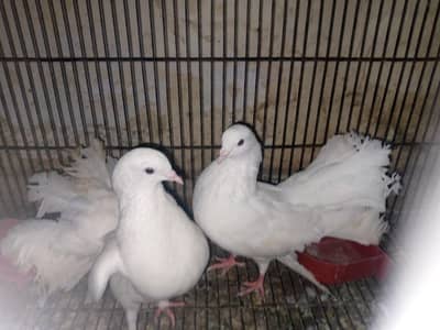 fancy pigeon pairs