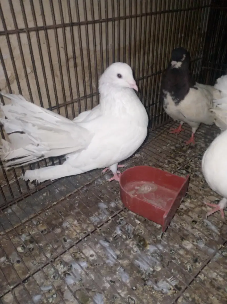 fancy pigeon pairs — photo 2