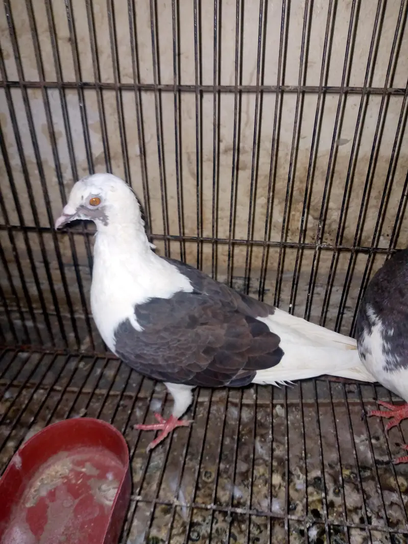 fancy pigeon pairs — photo 3