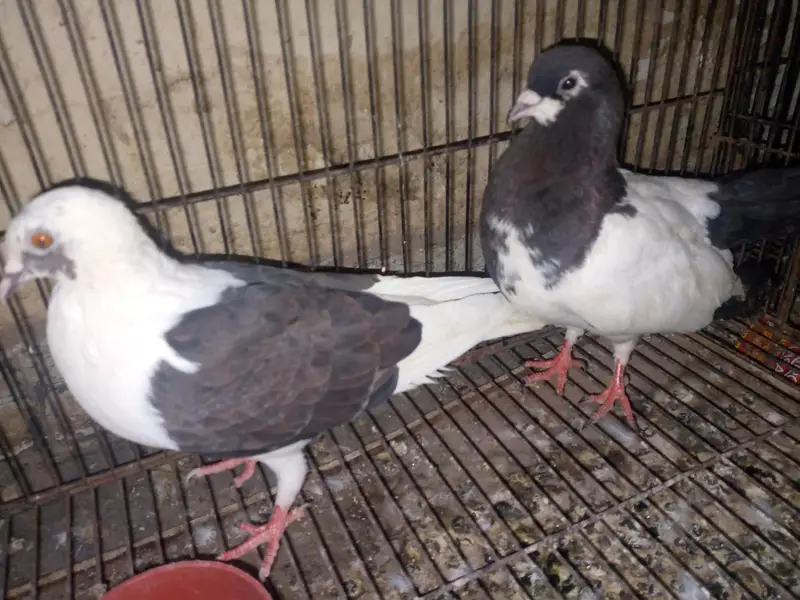 fancy pigeon pairs — photo 4