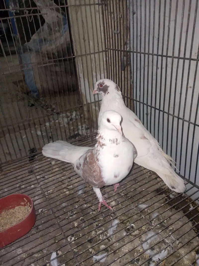 fancy pigeon pairs — photo 5