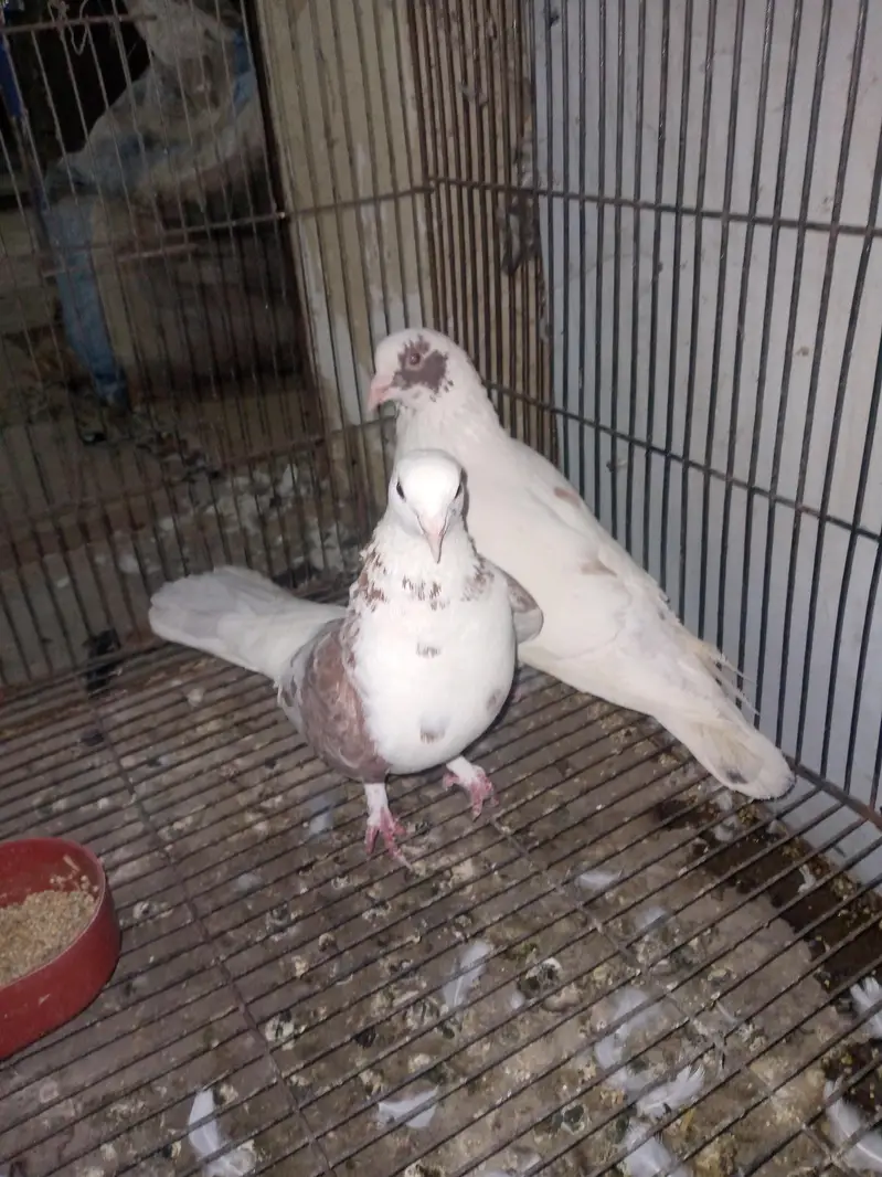 fancy pigeon pairs — photo 6
