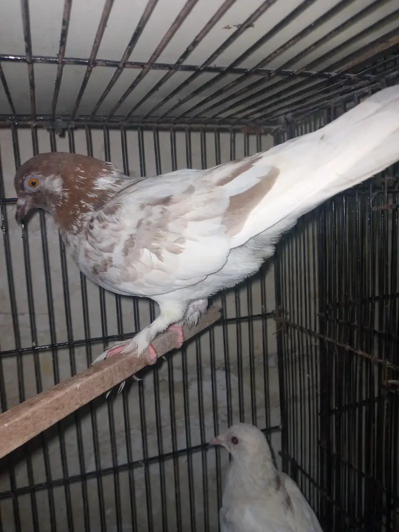 fancy pigeon pairs — photo 7