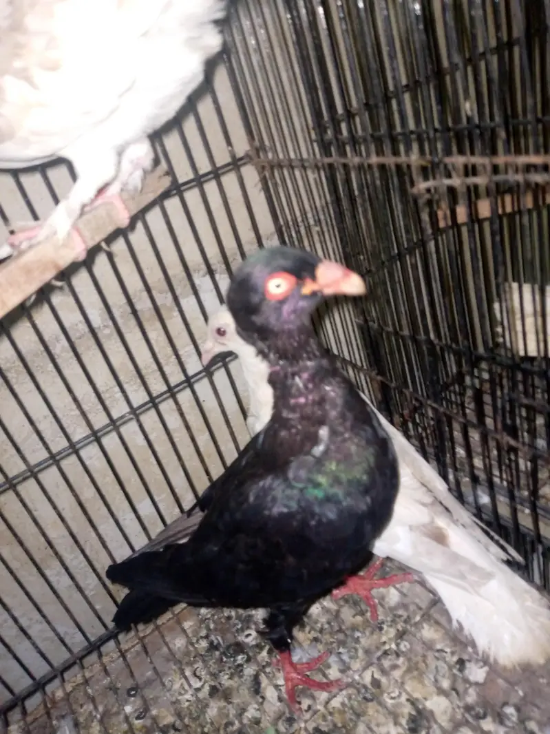 fancy pigeon pairs — photo 8