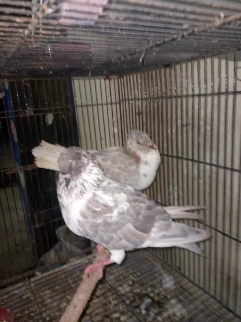 fancy pigeon pairs — photo 9