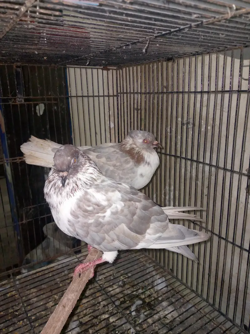 fancy pigeon pairs — photo 10