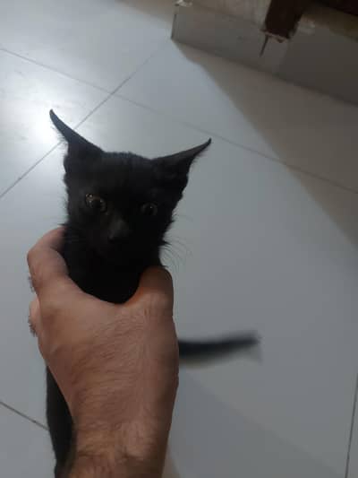 Friendly and Cute Kitten for adoption