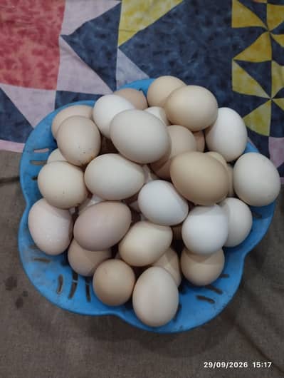 Desi Organic Eggs Available