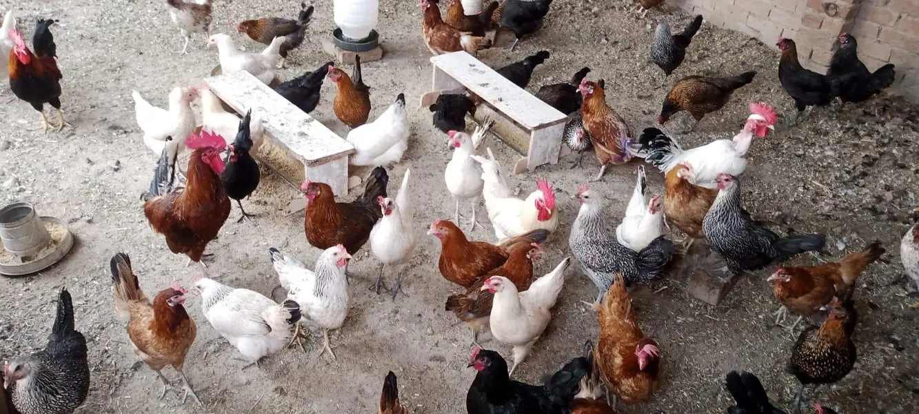 Desi Organic Eggs Available — photo 2