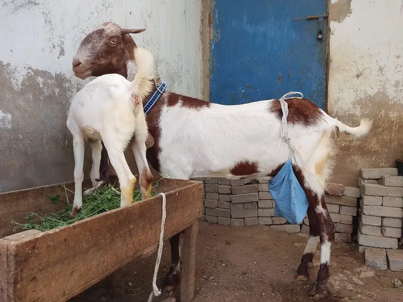 kamori gulabi cross bakri or bacha