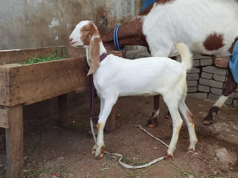 kamori gulabi cross bakri or bacha — photo 2