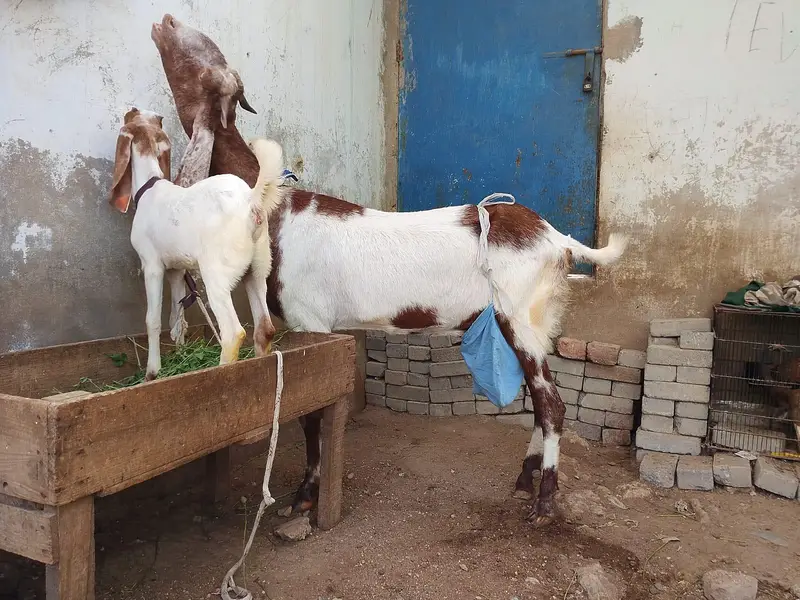 kamori gulabi cross bakri or bacha — photo 3