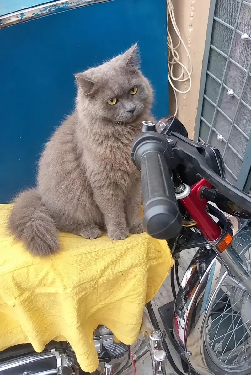 cat   fore sale — photo 3