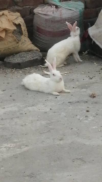 Rabbits Red eyes black eyes white color brown colour rabbit