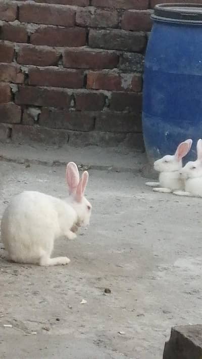 Rabbits Red eyes black eyes white color brown colour rabbit