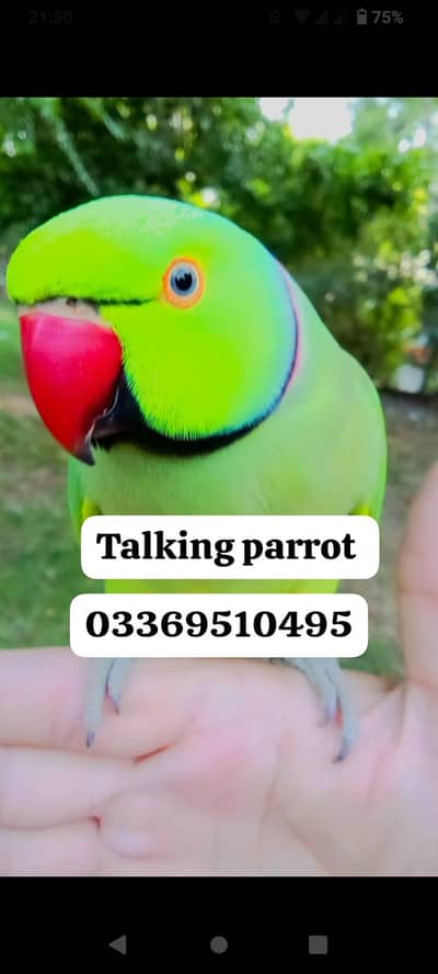 Talking parrot for sale