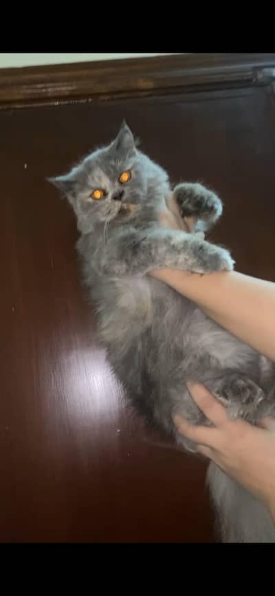 Persian cat Persian adult