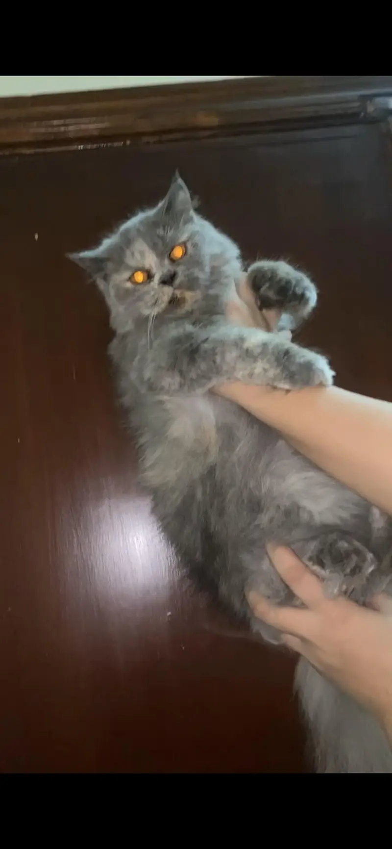 Persian cat Persian adult