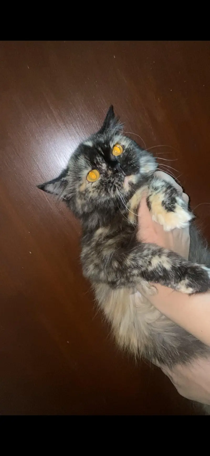 Persian cat Persian adult — photo 2