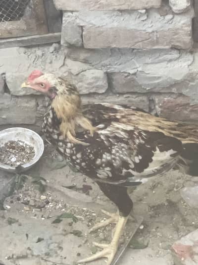Top quality Aseel beautiful breed