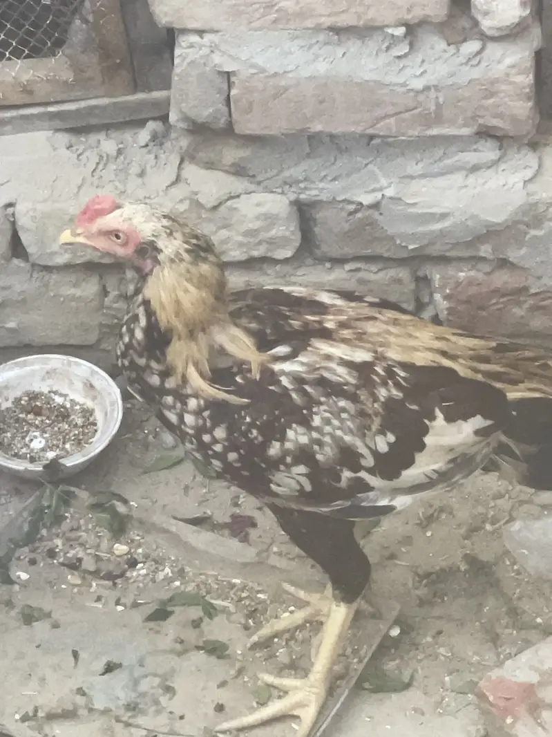Top quality Aseel beautiful breed — photo 2