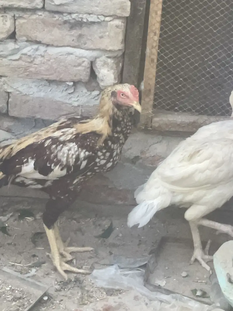 Top quality Aseel beautiful breed — photo 3