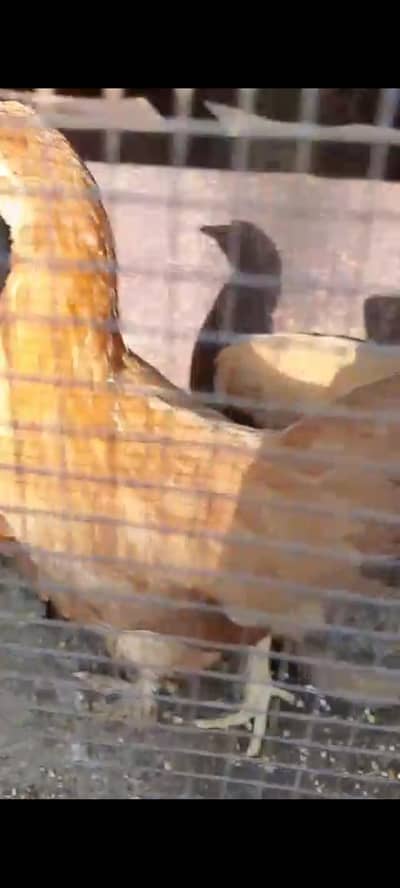 heavy golden buff